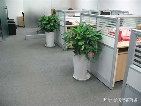 香港为什么不闹了 辦公室盆栽擺放